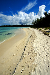 Image showing  tree in ile du cerfs mauritius