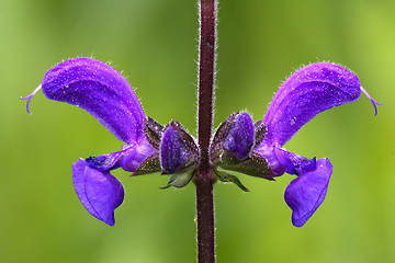 Image showing violet  glechoma hederacea labiate 