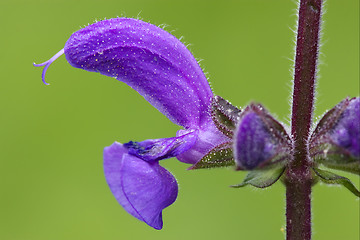 Image showing violet  glechoma hederacea hirsuta labiate 