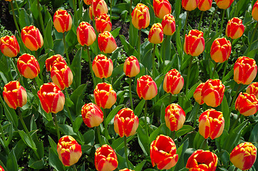 Image showing Tulips all over