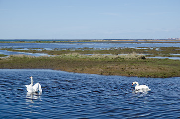 Image showing Springtime swans