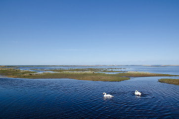 Image showing Swans in wetland