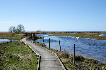 Image showing Springtime in the wetlands