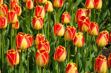 Image showing Shiny tulips