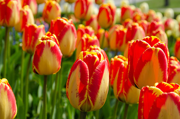 Image showing Colorful tulips closeup