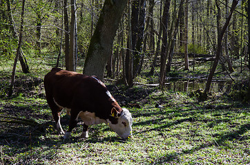 Image showing Grazing cattle at springtime