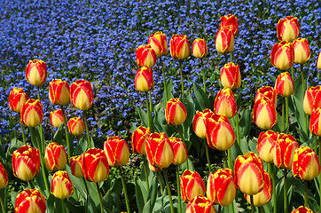 Image showing Red and yellow tulips