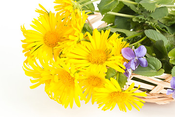 Image showing Coltsfoot with violets in a basket