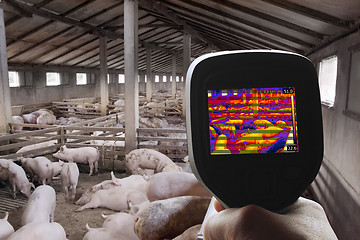 Image showing Thermal Image of Pig Farm