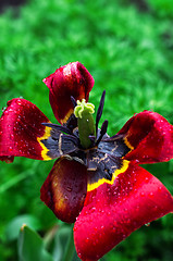 Image showing faded tulip