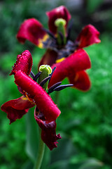 Image showing faded tulip