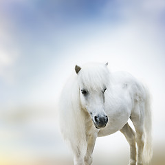 Image showing White Pony