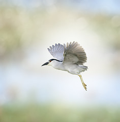 Image showing Black-crowned Night Heron