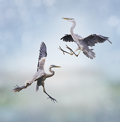 Image showing Great Blue Herons