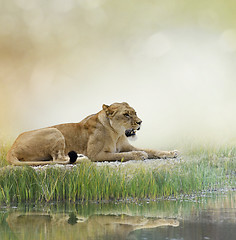 Image showing Female Lion