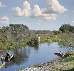 Image showing Florida Wetlands