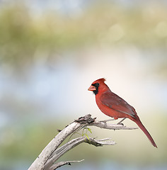 Image showing Male Northern Cardinal