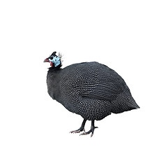 Image showing Helmeted Guinea Fowl