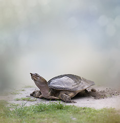 Image showing Turtle  Laying  Eggs