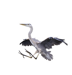 Image showing Great Blue Heron