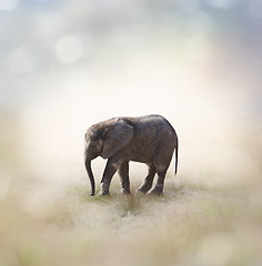 Image showing Baby Elephant