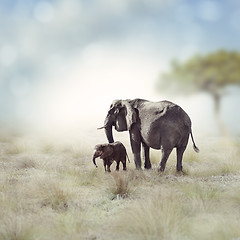 Image showing Elephants