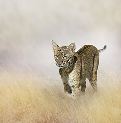 Image showing Bobcat