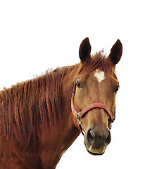 Image showing Brown Horse