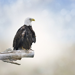 Image showing Bald Eagle