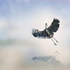 Image showing Great Blue Heron