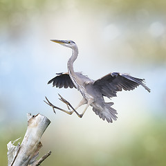 Image showing Great Blue Heron