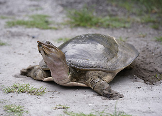 Image showing Softshell Turtle