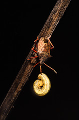 Image showing Spiked shieldbug with prey. Picomerus bidens.