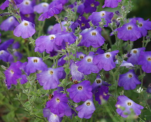 Image showing purple petunia