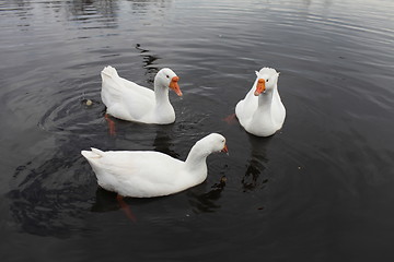 Image showing Embden domestic geese