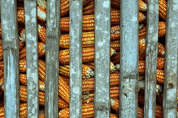 Image showing ASIA THAILAND CHIANG MAI FARMING