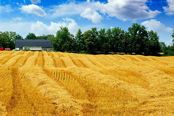 Image showing Harvest grain field