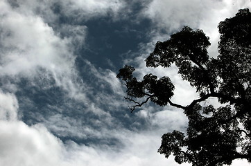 Image showing ASIA THAILAND CHIANG MAI FOREST