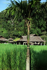 Image showing ASIA THAILAND CHIANG MAI CHIANG DAO MINORITY