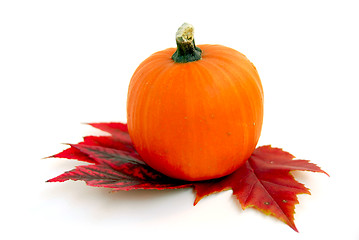 Image showing Mini pumpkin