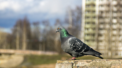 Image showing Dove on the stone fence