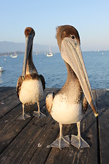 Image showing California Pelicans