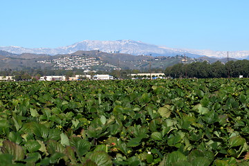 Image showing Strawberry Field