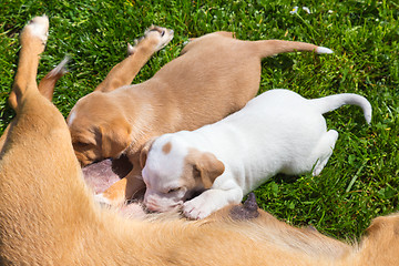 Image showing Mixed-breed cute little dog family.