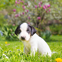 Image showing Mixed-breed cute little puppy on grass.