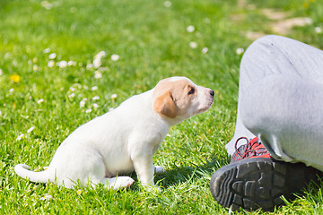 Image showing Mixed-breed cute little puppy in lap.