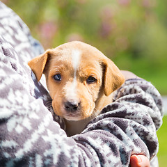 Image showing Mixed-breed cute little puppy in lap.