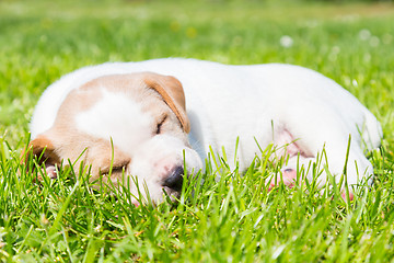 Image showing Mixed-breed cute little puppy on grass.