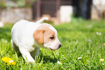 Image showing Mixed-breed cute little puppy on grass.