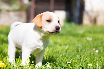 Image showing Mixed-breed cute little puppy on grass.